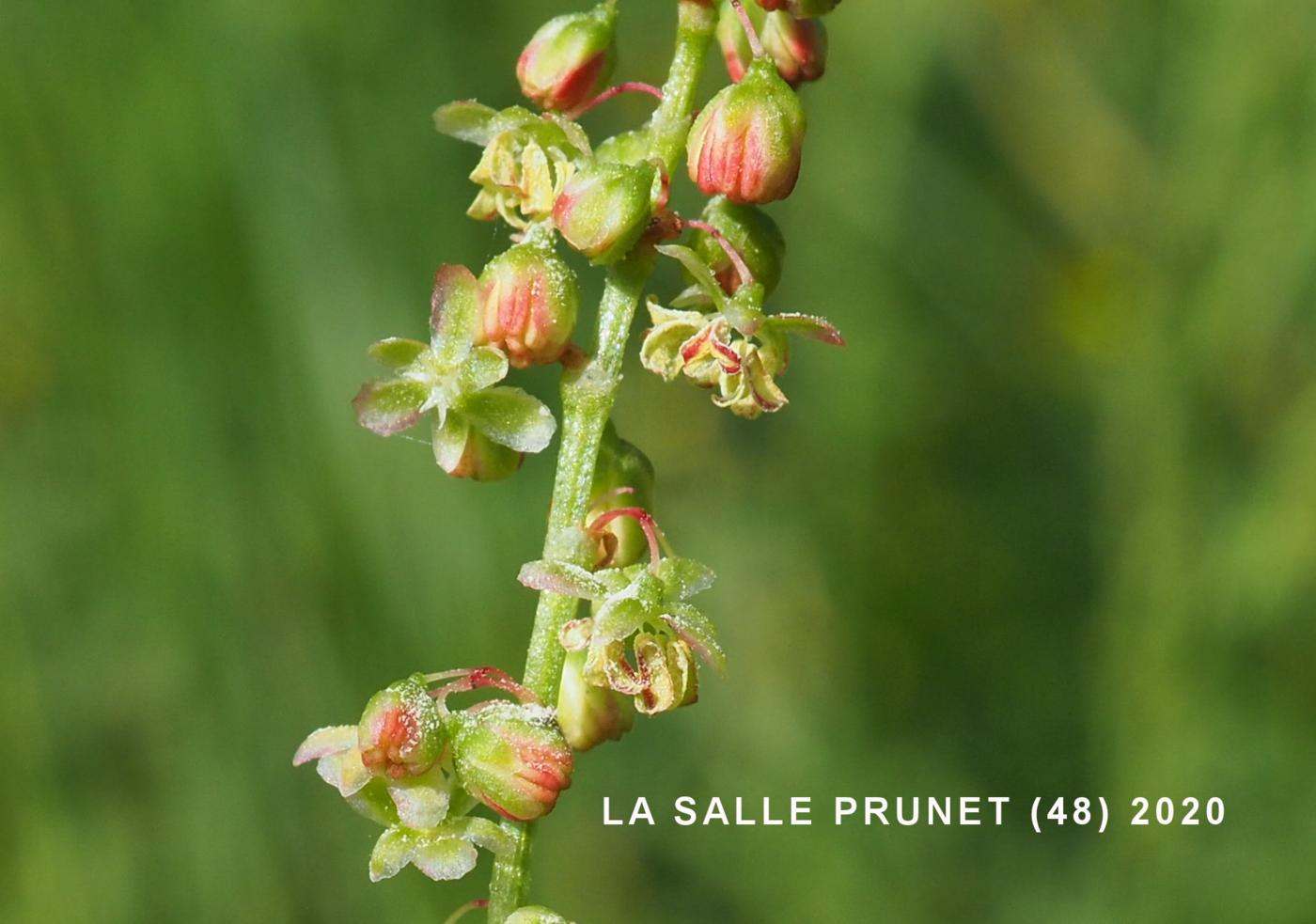 Sorrel, Common flower